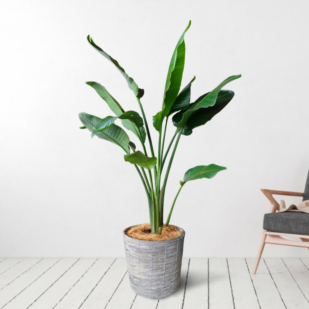 オーガスタ10号