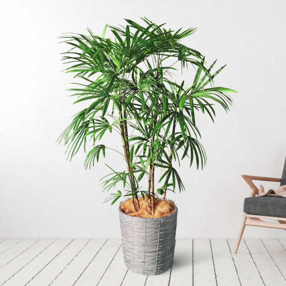 シュロチク10号