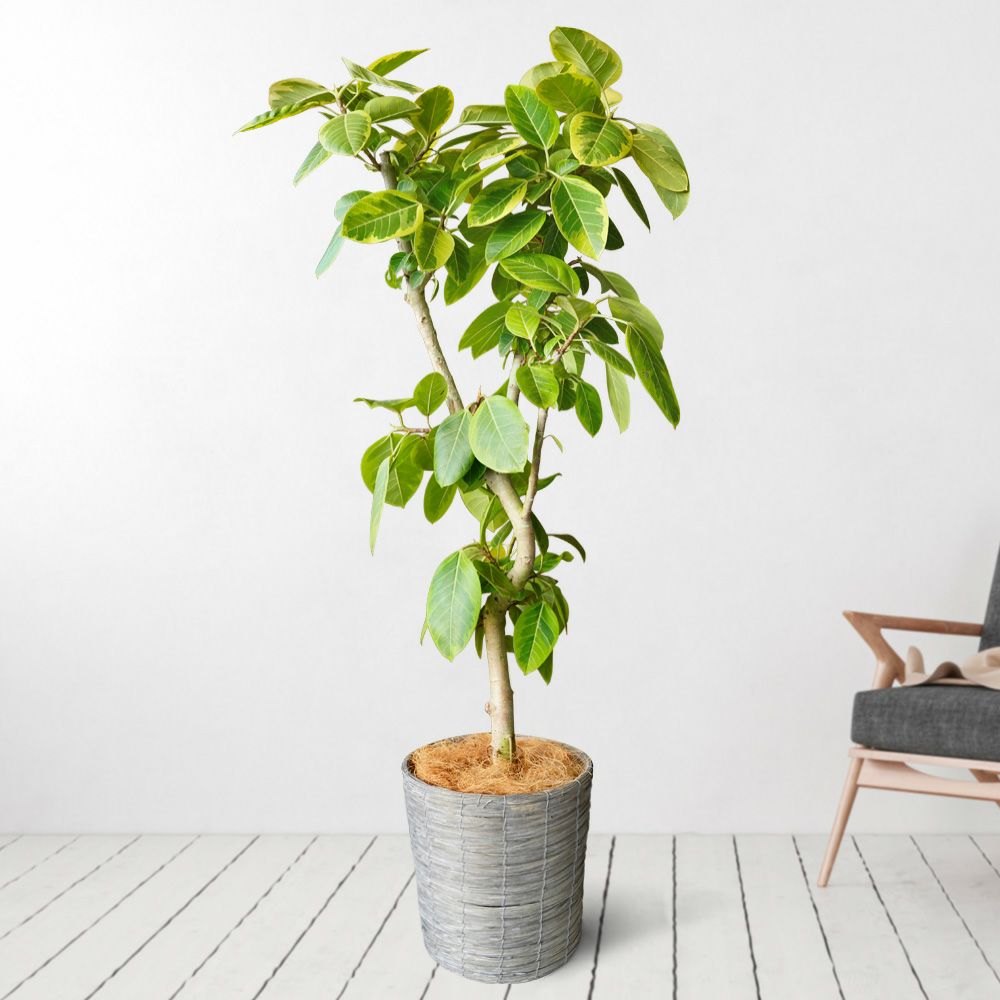 アルテシマ10号