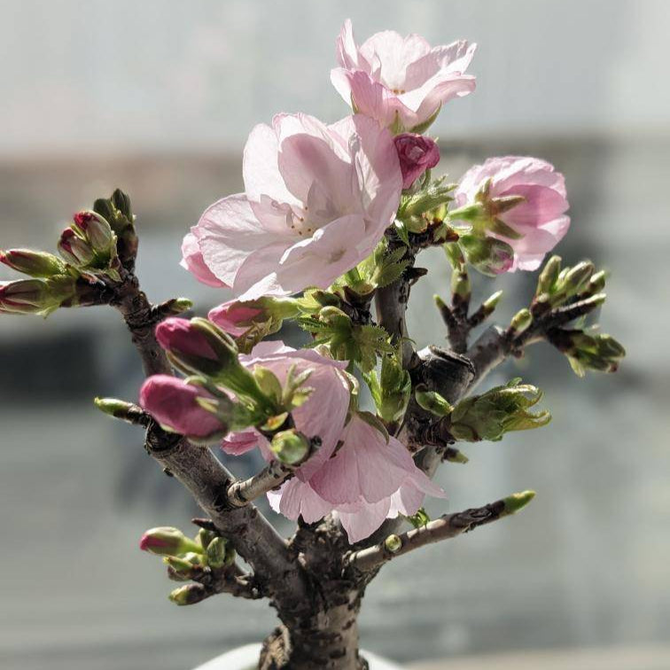 一才桜 旭山 盆栽
