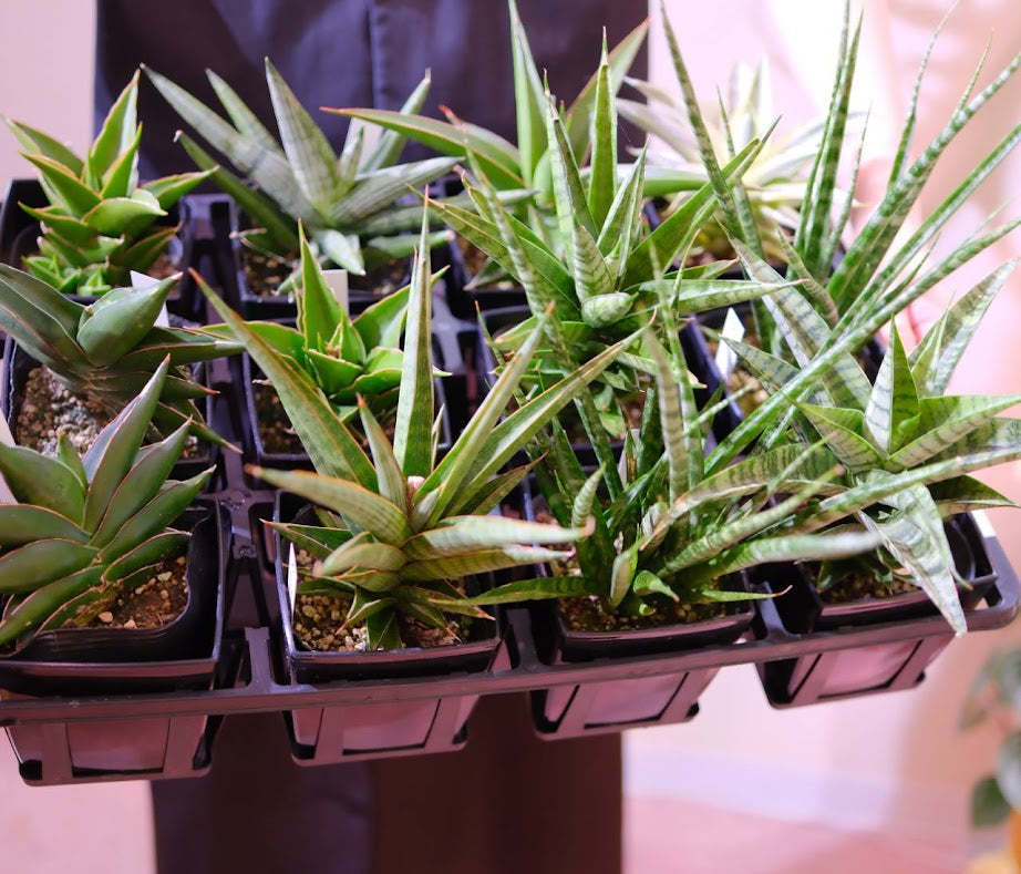 【2026父の日限定】楽しみ サンスベリア|品種おまかせ 観葉植物