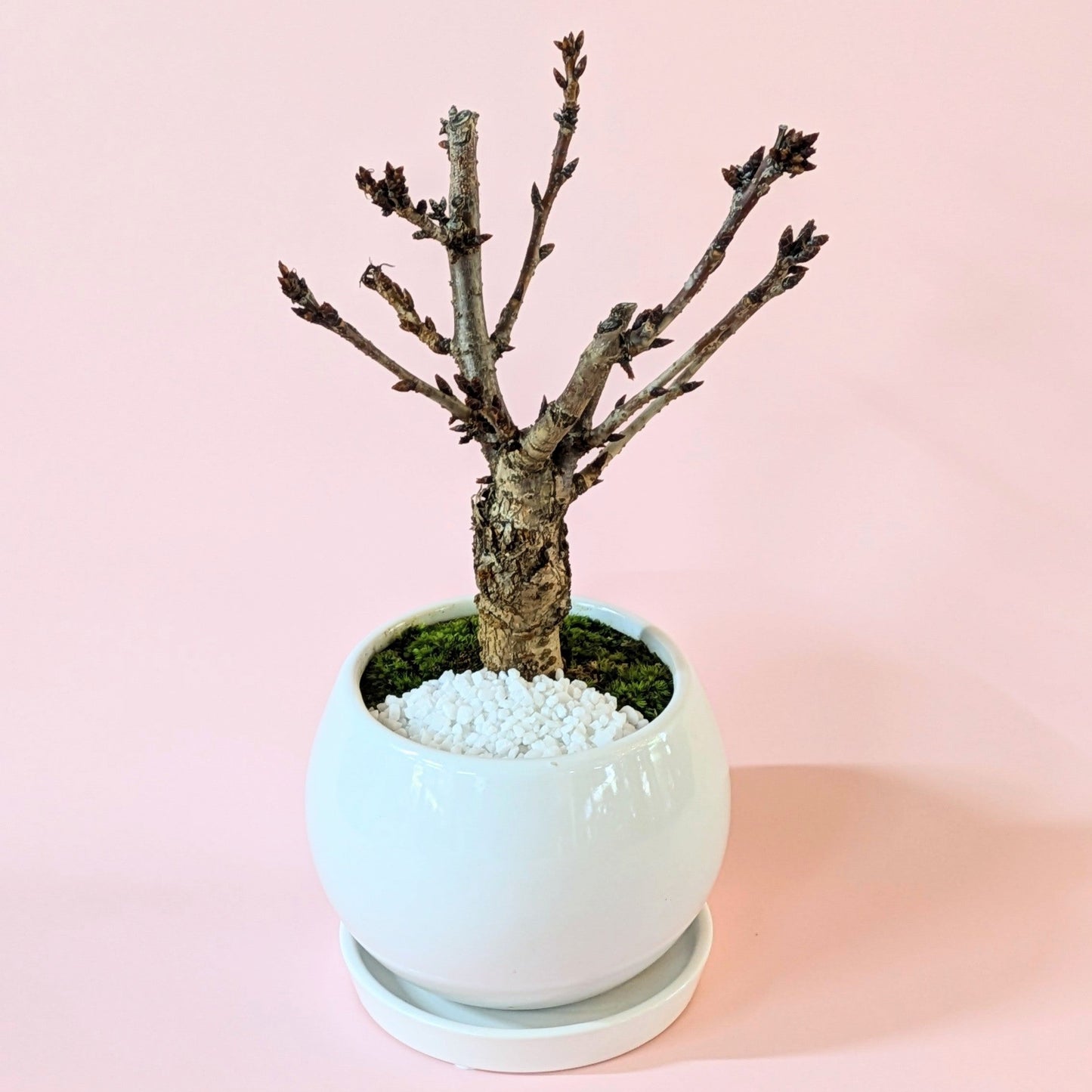 一才桜 旭山 盆栽