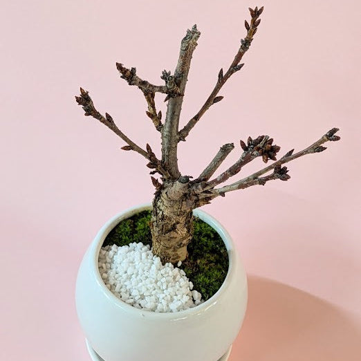 一才桜 旭山 盆栽