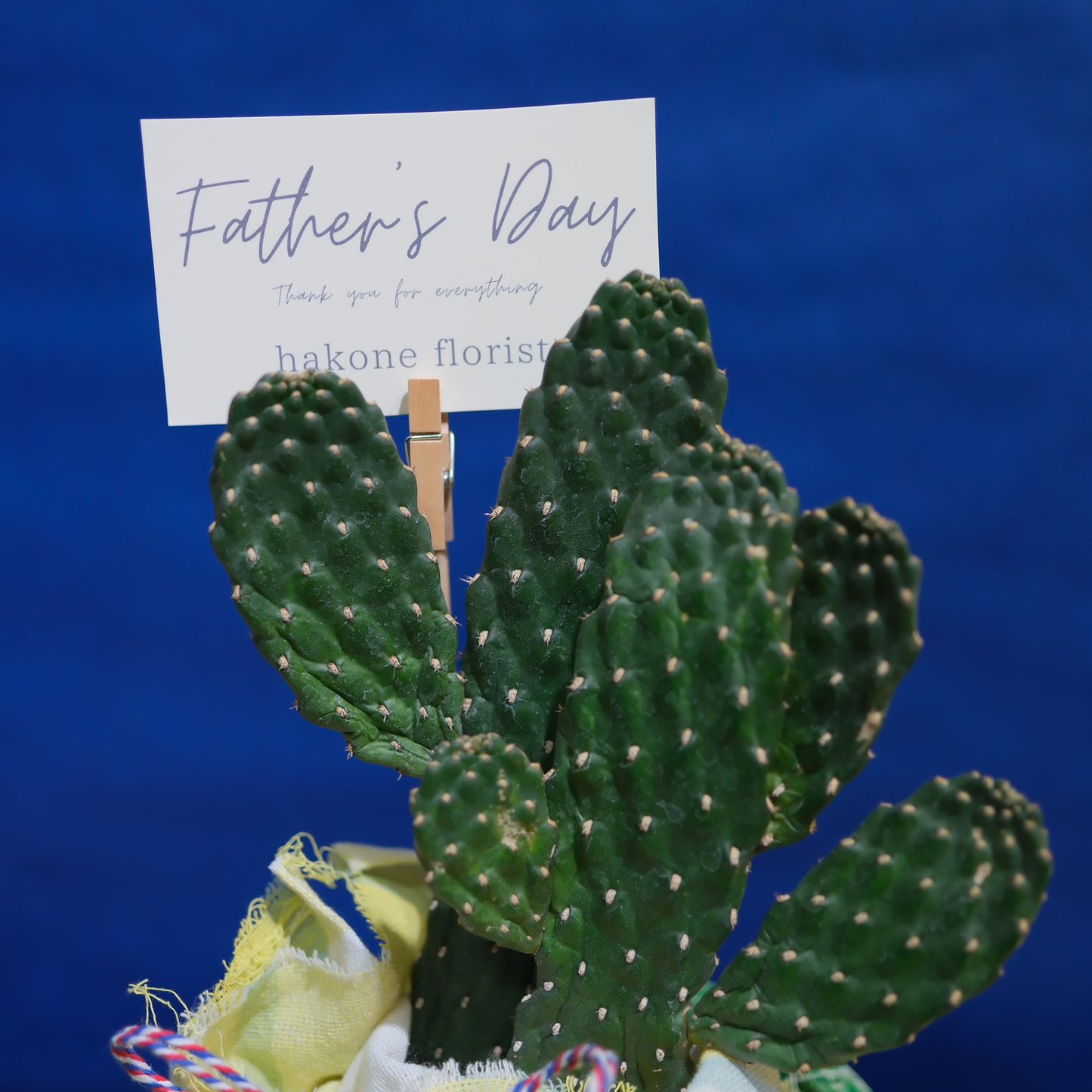 お気に入りの器が選べる Father’sサボテン墨烏帽子(スミエボシ)
