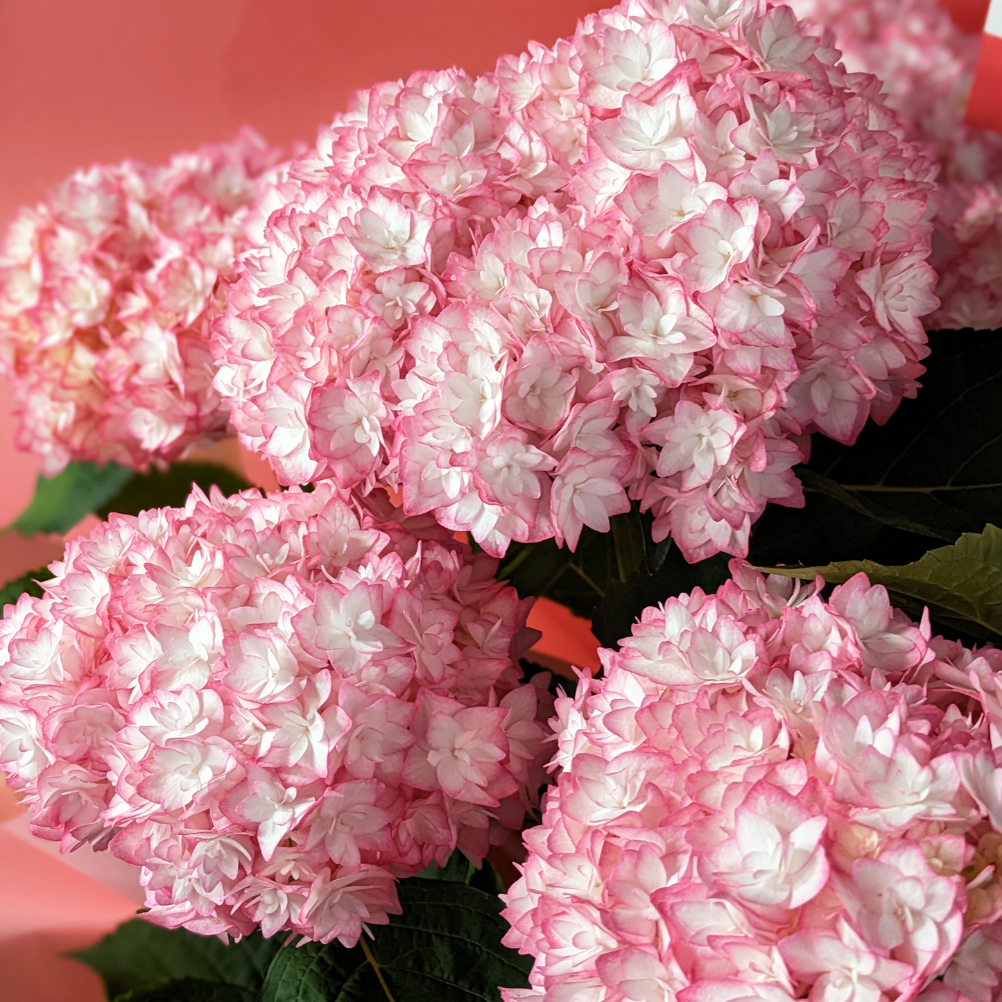 紫陽花 恋物語