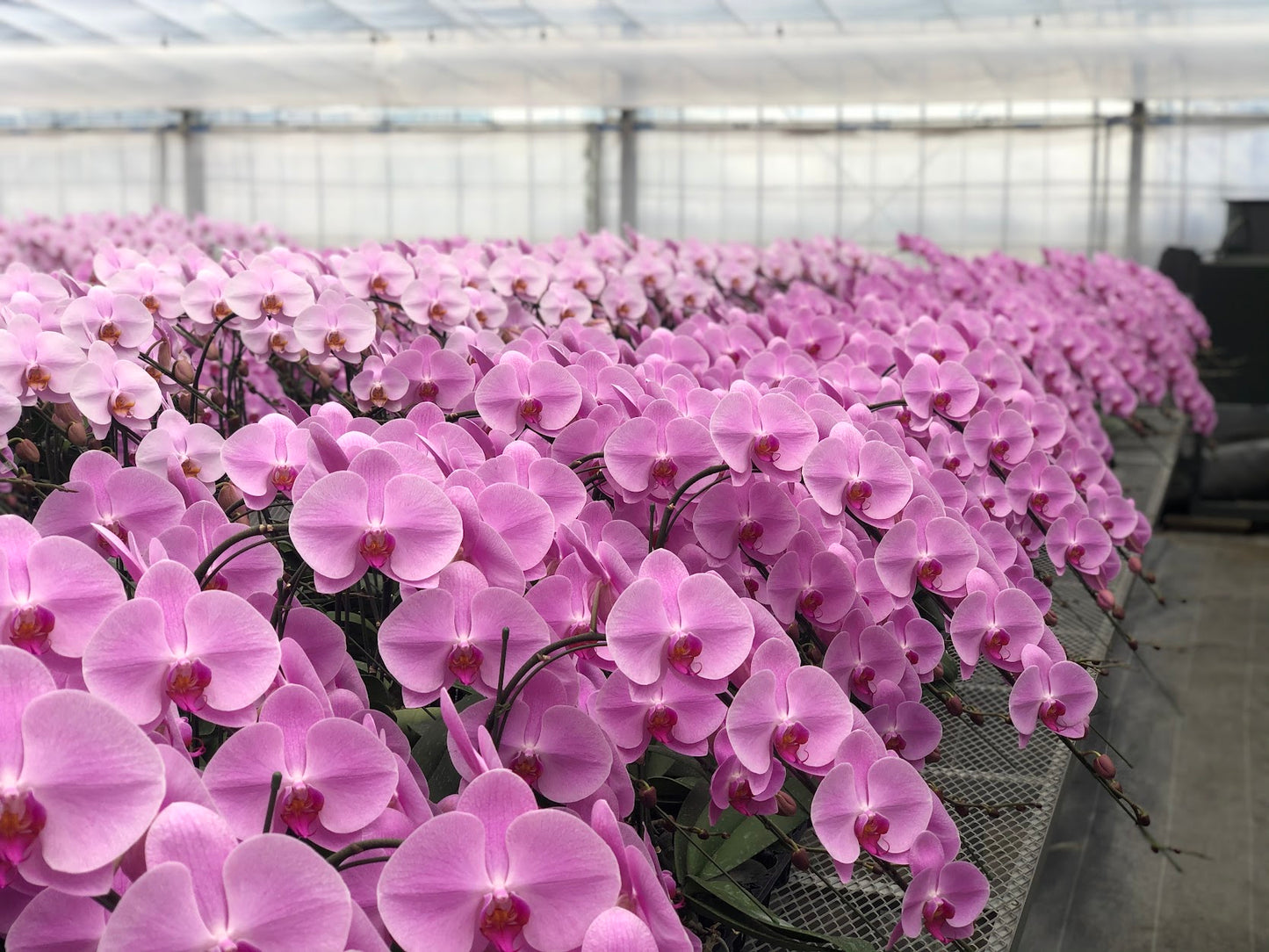 ピンク胡蝶蘭3本立