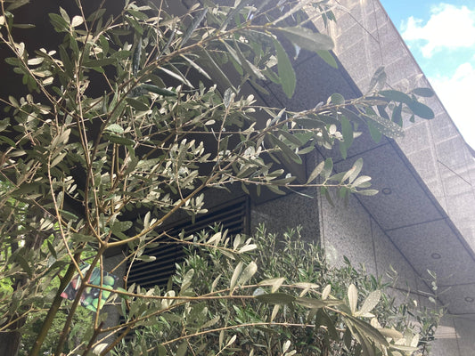 夏の観葉植物、元気に育てるコツ