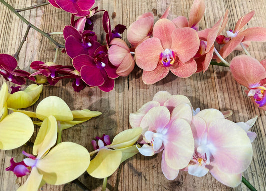 ミディ胡蝶蘭の切り花をご紹介｜上品で可憐な蘭の魅力