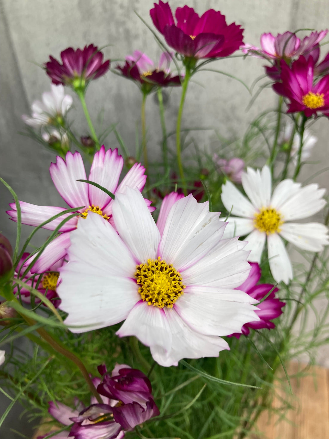 今の季節から楽しめる秋のお花のご紹介｜新入荷のお花情報