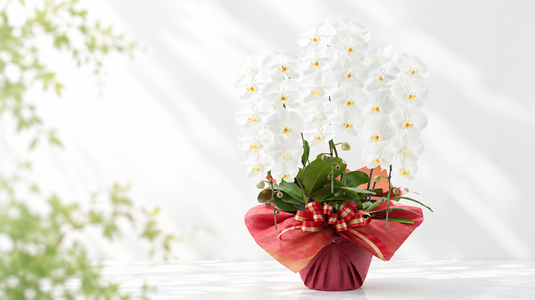 お祝いのお花、胡蝶蘭とアレンジメント、どう選ぶ？