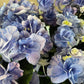 紫陽花　フェアリーマーブル