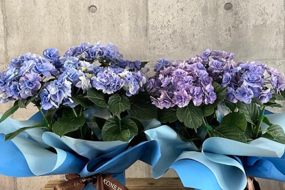 紫陽花　フェアリーマーブル