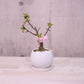 一才桜　旭山　盆栽
