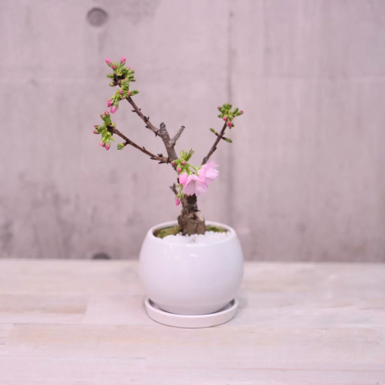 一才桜　旭山　盆栽