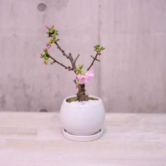 一才桜　旭山　盆栽