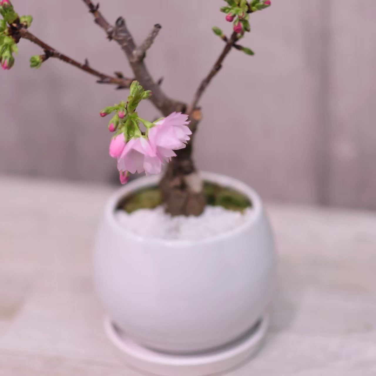 一才桜　旭山　盆栽