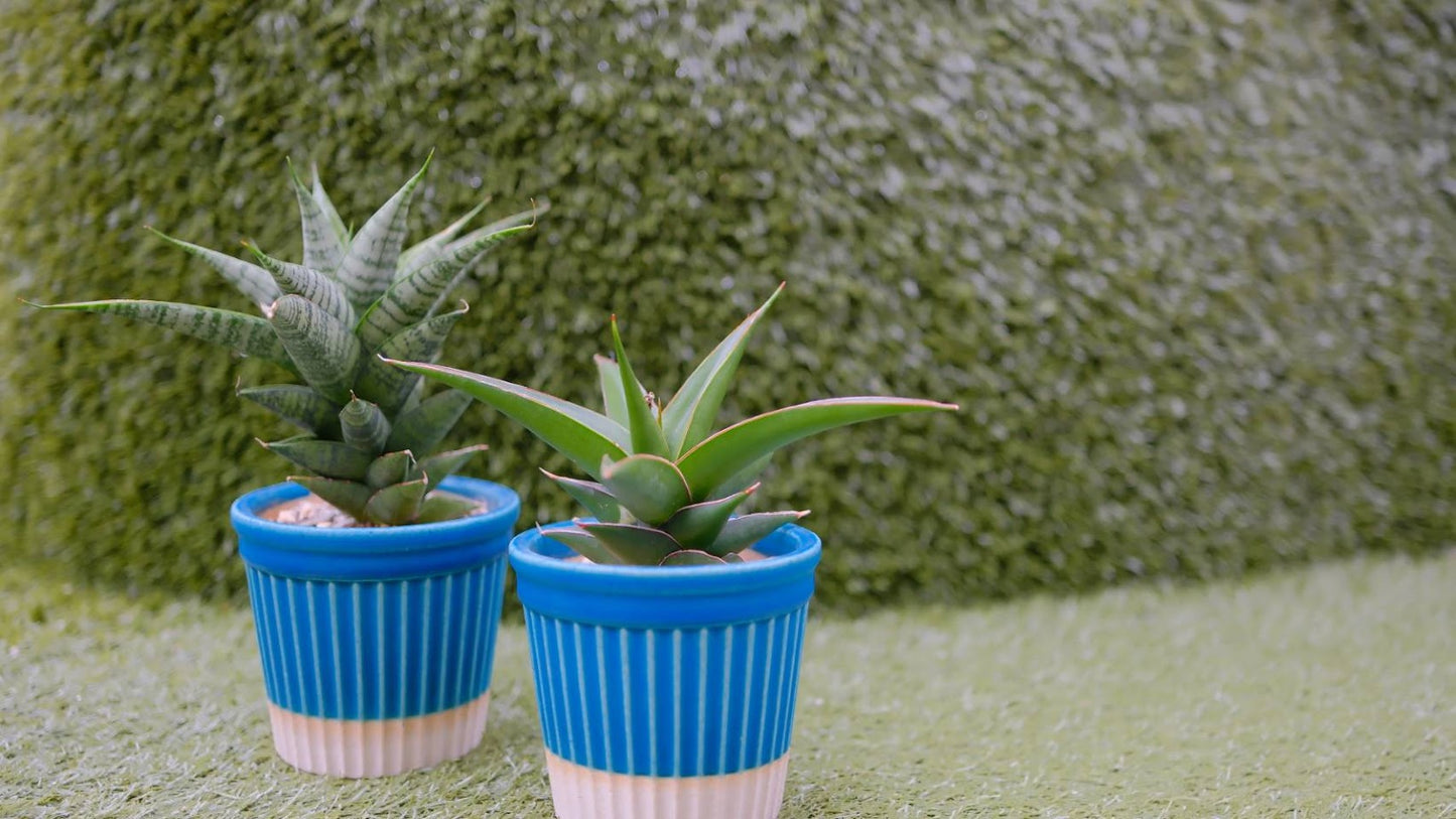 【2026父の日限定】楽しみ サンスベリア｜品種おまかせ 観葉植物