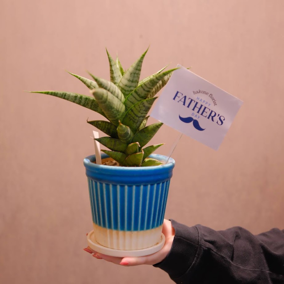 【2026父の日限定】楽しみ サンスベリア｜品種おまかせ 観葉植物