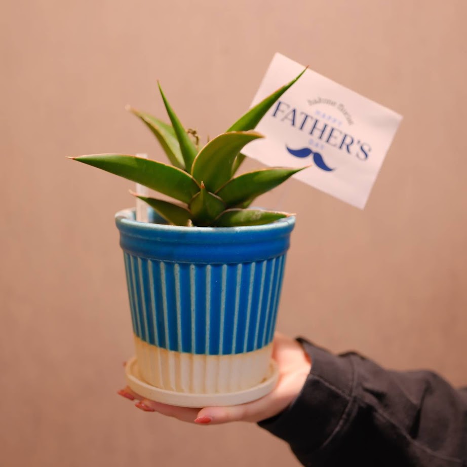 【2026父の日限定】楽しみ サンスベリア｜品種おまかせ 観葉植物