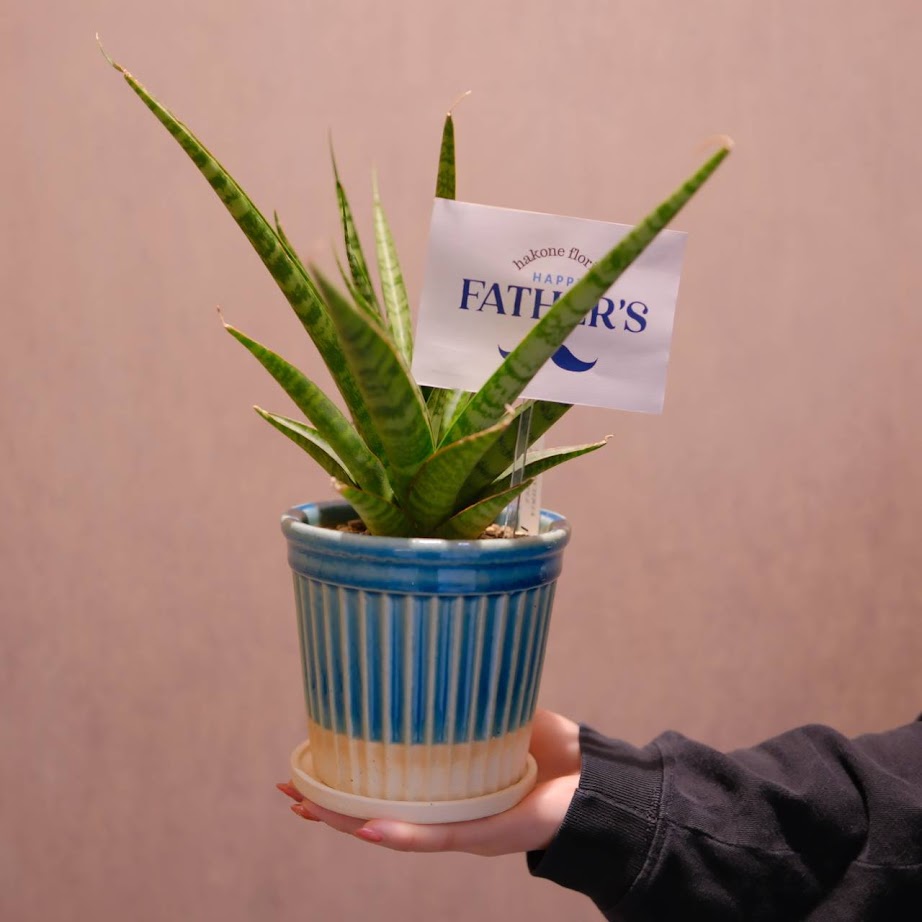【2026父の日限定】楽しみ サンスベリア｜品種おまかせ 観葉植物