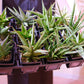 【2026父の日限定】楽しみ サンスベリア｜品種おまかせ 観葉植物