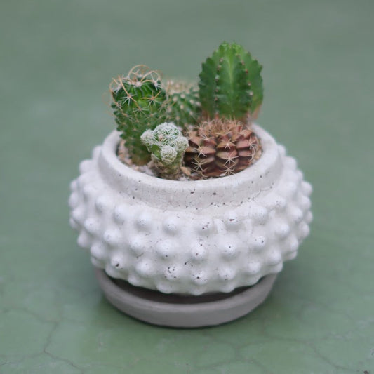 ミニサボテン寄せ植え　【ホワイトドット】