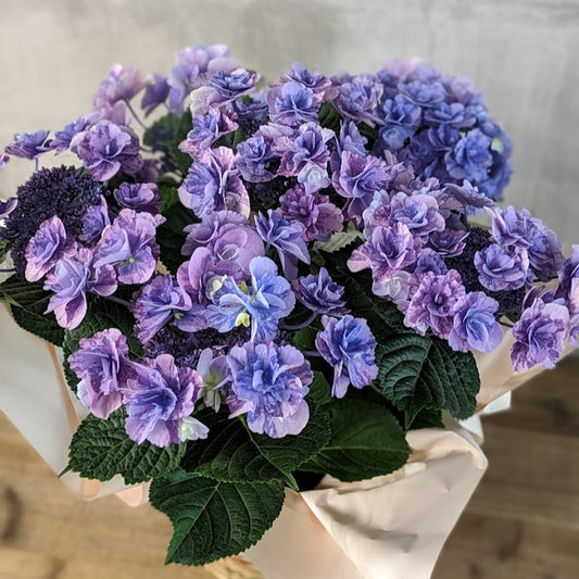 紫陽花　フェアリーマーブル