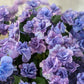 紫陽花　フェアリーマーブル
